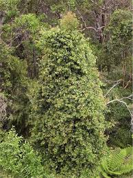 Image result for Cissus glaucophylla