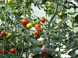 Tomaten düngen, was gibt es zu beachten? Tomaten Dungen Karin Greiner Pflanzenlust