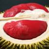 دورين بلندا) atau nama saintifiknya annona muricata l.ia bukanlah dalam kategori pokok durian, tetapi dinamakan sedemikian kerana memiliki duri lembut pada kulitnya. 1
