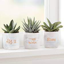Cacti are members of the plant family cactaceae, in the order caryophyllales. 13 600 Amazon Shoppers Can T Live Without This Blanket Sweatshirt And It S On Major Sale Today Flower Pot Design Plant Gifts Plant Pot Diy