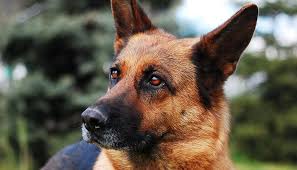 Feeding Guidelines For Your German Shepherd