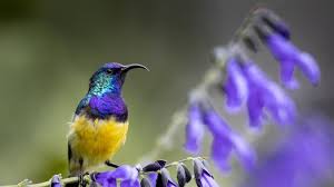 images?q=tbn:ANd9GcRawyUDqBXQUc3sFz7qmItdEYiSmi70HOYUUg&s