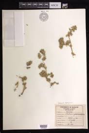 Image result for Sesuvium hydaspicum