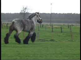 The belgian draft horse is a horse breed in red dead redemption 2. Most Beautiful And Elegant Belgian Draft Horse Buffalo Van T Zwaluwnest Youtube