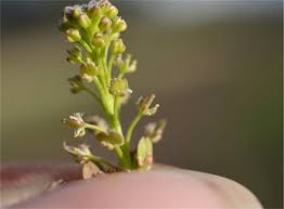 Image result for Lepidium bonariense