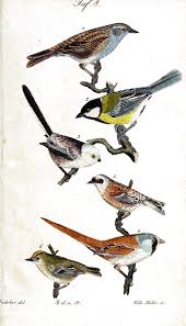 Animal Bird Birds Colorful Plate 8 Vintage Printable