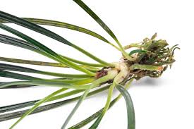 Image result for Limeum fenestratum