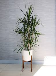 17 Best Indoor Trees And Tropical Plants To Grow In Your Living Room Best Indoor Trees Living Room Plants Indoor Trees Low Light