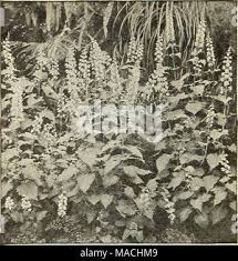 Image result for Coleus thyrsoideus