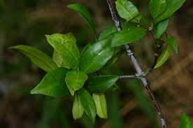 Image result for Alafia caudata