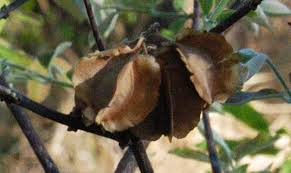 Image result for Combretum mossambicense