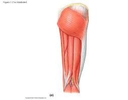 The hamstring muscle group extends across the posterior surface of the thigh from the ischium of the pelvis to the tibia of the lower leg. Hamstring Diagram Quizlet