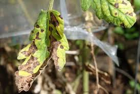 Image result for Septoria leaf spot of tomato