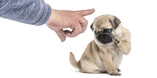 Do not punish the puppy if you find a mess on the floor but didn't actually see your puppy in action. How To Discipline A Pug Using Positive Reinforcement
