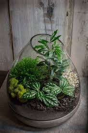 M S Green World Gift Terrarium Is A Personal Best Orchid Terrarium Plants Terrarium
