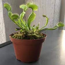 Venus Fly Trap Dionaea In 3 In Brown Pot Lphvft3in The Home Depot Venus Fly Trap Fly Traps Fly Trap Plants