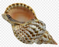Greeting text of isra miraj nabi muhammad. Extra Large Triton Decorative Shell Seashell 8 9 Hd Png Download 997x740 472779 Pngfind