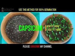 Get started on growing your garden with home grown. Pin On My Mini Garden
