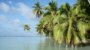 Military base during world war ii—has no permanent human residents, so its exceptionally fertile environment has become an ideal laboratory for understanding how tropical. Paradise Regained How The Palmyra Atoll Got Rid Of Invasive Mosquitoes The Scientist Magazine