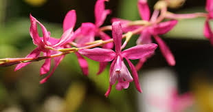 Image result for Bulbophyllum vulcanicum