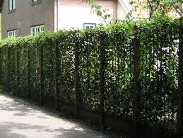 Mobigreen Der Lebende Zaun Breite 120 Hohe 180cm Grundelement Der Lebende Zaun Zaune Gartengestaltung Zaun Garten