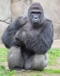 En 1996, un enfant était tombé dans l'enclos d'un gorille au zoo de brookfield. La Tragedie Du Gorille Abattu Apres La Chute D Un Enfant Dans Son Enclos Revele L Absurdite Des Zoos