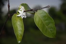 Image result for Malouetia bequaertiana