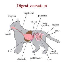 Pin By Giɳa Rabb On Sketch Notes Cat Anatomy Digestive System Vet Medicine