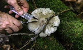 Image result for network yeast