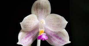 Image result for Kalanchoe latisepala