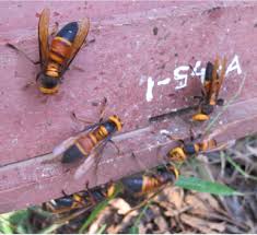 However learning to seal those places with caulking or patching holes in your window screens should help deter bees and wasps from your home. Honey Bees Apis Cerana Use Animal Feces As A Tool To Defend Colonies Against Group Attack By Giant Hornets Vespa Soror