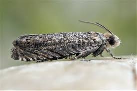 Image result for Cydia microgrammana