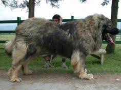 Jul 09, 2021 · caucasian shepherd breeders in the us; 81 Caucasian Shepherd Dog Ideas Caucasian Shepherd Dog Caucasian Shepherd Caucasian Mountain Dog