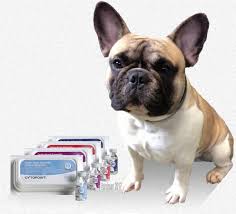 Cytopoint Versus Apoquel For Your Itchy Dog