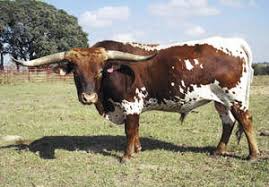 Breeds Texas Longhorn The Cattle Site