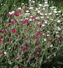 Sep 07, 2021 · green leaf express is located in vancouver, british columbia and provides canada with a reliable and safe means of medical cannabis which is delivered discreetly right to your doorstep. Rose Campion Lychnis Coronaria Wisconsin Horticulture