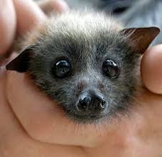 Image result for cute bats