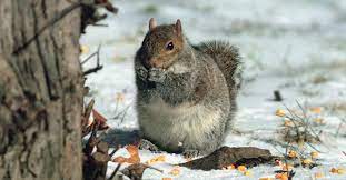 While many of us enjoy watching squirrels, they can be a serious garden problem, causing extensive damage and terrorizing bird feeders. How To Keep Squirrels Out Of The Garden