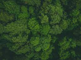 Forest green design resources · high quality aesthetic backgrounds and wallpapers, vector illustrations, photos, pngs, mockups, templates and art. Trees Treetops Aerial View Forest Green Background Toppng