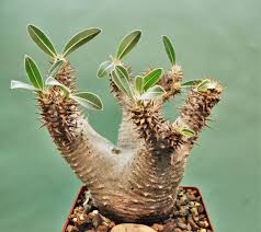 Image result for Monadenium torrei
