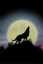 Maybe you would like to learn more about one of these? Wolf Howling At Moon Stock Photo Image Of Outline Starry 15374202