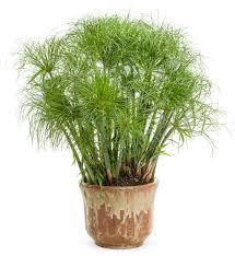 Image result for Cyperus costatus