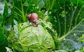 Head out into your garden when it's dark out and use a flashlight to find the few snails that have shown up. 10 Simple Yet Effective Methods To Prevent Snail Damage Native Pest Mgmt