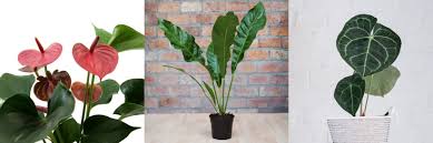 Anthurium Care Guide - Dennis' 7 Dees | Landscaping Services & Garden  Centers