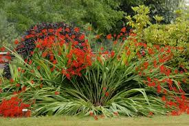 Deer are known for their aversion to several plant species. Crocosmia Lucifer Montbretia North Carolina Extension Gardener Plant Toolbox