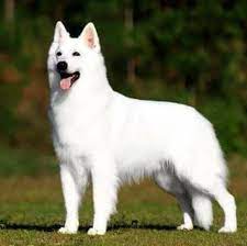 Your welcome to come see our dogs and puppies, let me know in advance and we'll arrange it. White German Shepherd India Posts Facebook