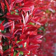 In autumn it has very decorative red berries. Buy Photinia Photinia Fraseri Red Robin 16 99 Delivery By Crocus