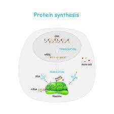 Some of these disciplines include mrna biology, chemistry, formulation & delivery, bioinformatics and protein engineering. Ready Made Deisgns For Protein Synthesis