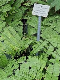 Image result for Adiantaceae