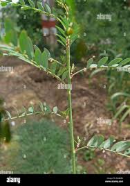 Image result for Phyllanthus fraternus